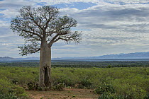 Baobab (Adansonia za) tree, Amboasary, Madagascar