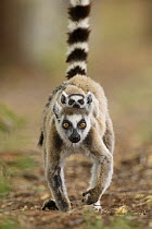 Ring-tailed Lemur (Lemur catta) mother carrying young, Berenty Private Reserve, Madagascar