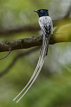Madagascar Paradise Flycatcher (Terpsiphone mutata) male, Berenty Private Reserve, Madagascar