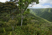 Tree on canyon edge, Black River Gorges National Park, Mauritius