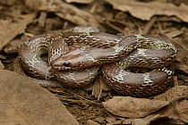 Common Wolf Snake (Lycodon capucinus), Black River Gorges National Park, Mauritius
