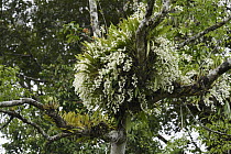 Foestermann's Coelogyne (Coelogyne foerstermanni) orchid flowering, Sarawak, Borneo, Malaysia
