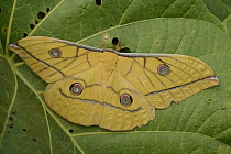 Saturniid Moth (Antheraea diehli) female, Sarawak, Borneo, Malaysia