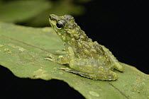 Bornean Splash Frog (Staurois parvus) camouflaged on leaf, Sarawak, Borneo, Malaysia