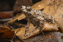 Rough Horned Frog (Borneophrys edwardinae) male camouflaged in leaf litter, Sarawak, Borneo, Malaysia