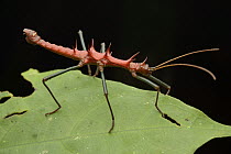 Stick Insect (Epidares nolimetangere) male, Sarawak, Borneo, Malaysia