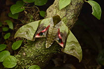 Sphinx Moth (Callambulyx rubricosa) in defensive posture, Sarawak, Borneo, Malaysia
