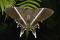 Swallowtail Moth (Lyssa menoetius), Sarawak, Borneo, Malaysia