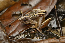 Smooth Guardian Frog (Limnonectes palavensis) male carrying tadpoles on back, Sarawak, Borneo, Malaysia