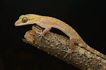 Curve-toed Gecko (Cyrtodactylus sp), Sarawak, Borneo, Malaysia