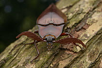 Malaysian Click Beetle (Oxynopterus auduoin) showing antennae, Sarawak, Borneo, Malaysia