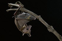 Geoffroy's Rousette (Rousettus amplexicaudatus) bat roosting, Sarawak, Borneo, Malaysia