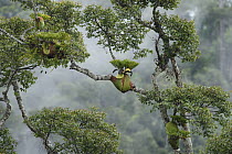 Staghorn Fern (Platycerium ridleyi) group on tree, Sarawak, Borneo, Malaysia