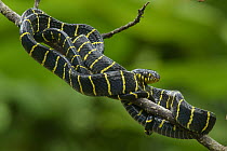 Mangrove Cat Snake (Boiga dendrophila), Kuching, Sarawak, Borneo, Malaysia