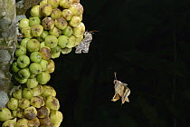 Fruit Piercing Moth (Eudocima phalonia) group gathering on figs, Kuching, Sarawak, Borneo, Malaysia