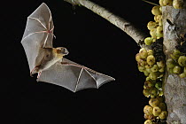 Lesser Short-nosed Fruit Bat (Cynopterus brachyotis) approaching figs to feed on, Kuching, Sarawak, Borneo, Malaysia
