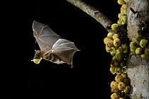 Lesser Short-nosed Fruit Bat (Cynopterus brachyotis) carrying fig, Kuching, Sarawak, Borneo, Malaysia