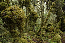 Montane cloud forest showing lush interior, Sulawesi, Indonesia