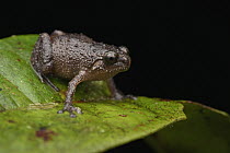 Frog (Oreophryne variabilis), Sulawesi, Indonesia