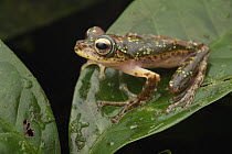 Loka Flying Frog (Rhacophorus monticola), Sulawesi, Indonesia