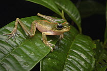 Loka Flying Frog (Rhacophorus monticola), Sulawesi, Indonesia