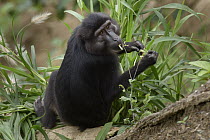 Heck's Macaque (Macaca hecki) feeding, Sulawesi, Indonesia