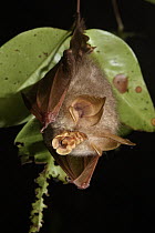 Trefoil Horseshoe Bat (Rhinolophus trifoliatus) roosting, Danum Valley Conservation Area, Sabah, Borneo, Malaysia