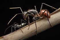 Giant Forest Ant (Camponotus gigas) attending to Leaf-footed Bug (Notobitus sp), providing protection in exchange for honeydew which is secreted at their abdomen, Danum Valley Conservation Area, Sabah...
