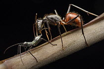 Giant Forest Ant (Camponotus gigas) attending to Leaf-footed Bugs (Notobitus sp), providing protection in exchange for honeydew which is secreted at their abdomen, Danum Valley Conservation Area, Saba...