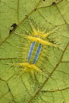 Cup Moth (Limacodidae) caterpillar showing stinging bristles and a bright aposematic warning coloration, Mulu National Park, Sarawak, Borneo, Malaysia