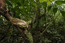 Dragon-headed Katydid (Eumegalodon sp) in lowland rainforest, Mulu National Park, Sarawak, Borneo, Malaysia