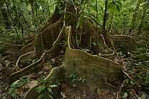 Buttress roots on rainforest tree, Mulu National Park, Sarawak, Borneo, Malaysia