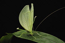 Katydid (Tympanophyllum arcuifolium) in defensive posture, Gunung Mulu National Park, Sarawak, Borneo, Malaysia