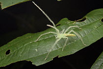 Huntsman Spider (Prychia sp) in defensive posture, Nabire, Papua, Indonesia