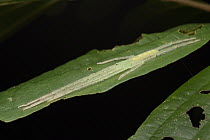 Huntsman Spider (Prychia sp), Nabire, Papua, Indonesia