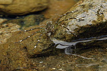 Fishing Spider (Dolomedes sp) feeding on Pond Skater (Gerridae) prey, Nabire, Papua, Indonesia