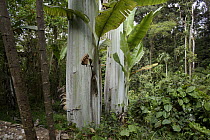 Banana (Musa ingens) trees, Arfak Mountains, West Papua, Indonesia
