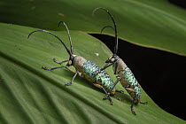 Long Horn Beetle (Pericycos teragramus) pair mating, Kubah National Park, Sarawak, Borneo, Malaysia