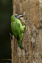 Red-throated Barbet (Megalaima mystacophanos) female creating nest cavity in dead tree, Sarawak, Borneo, Malaysia