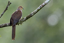Slender-billed Cuckoo-Dove (Macropygia amboinensis), Halmahera, North Maluku, Indonesia