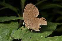 Nymphalid Butterfly (Faunis gracilis) with injured wings, Mulu National Park, Sarawak, Borneo, Malaysia