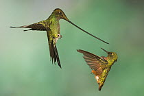 Sword-billed Hummingbird (Ensifera ensifera) and Chestnut-breasted Coronet (Boissonneaua matthewsii) fighting, Napo, Ecuador