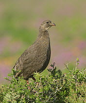 Cape Spurfowl (Pternistis capensis), Western Cape, South Africa