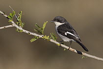 Fiscal Flycatcher (Sigelus silens) male, Eastern Cape, South Africa