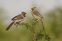 Pyrrhuloxia (Cardinalis sinuatus) pair, Texas
