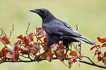 Carrion Crow (Corvus corone), Asturias, Spain