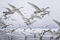 Whooper Swan (Cygnus cygnus) group taking flight, Hokkaido, Japan
