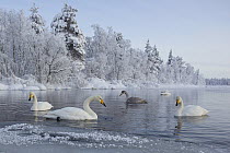Whooper Swan (Cygnus cygnus) group in lake in winter, Finland