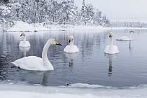 Whooper Swan (Cygnus cygnus) group in lake in winter, Finland