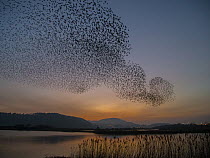 Common Starling (Sturnus vulgaris) flock flying over lake, Wales, United Kingdom